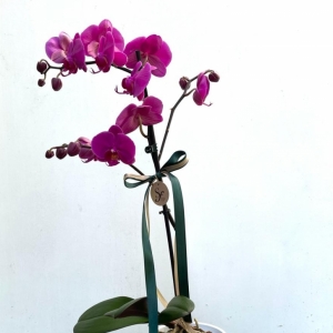 Phalaenopsis Pot/ 1 trunk