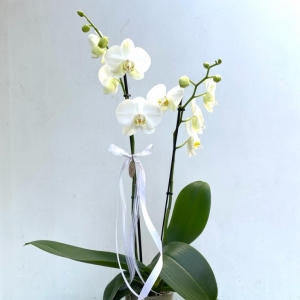Phalaenopsis Wh. Pot /2 trunk