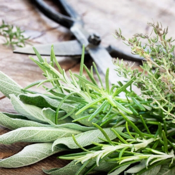 Herbs