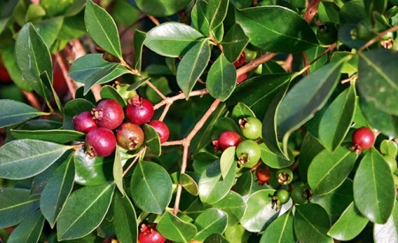 Super Fruit