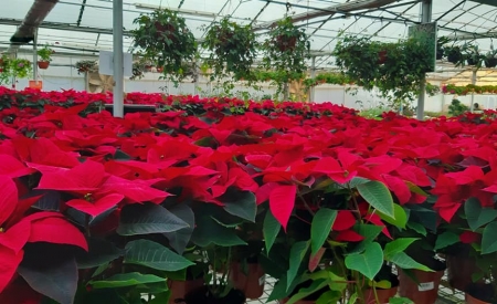 Poinsetia/ The Christmas Plant
