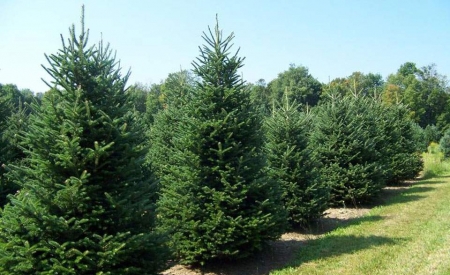 Real Christmas Trees