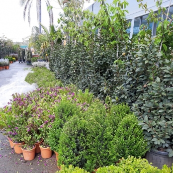 Outdoor Plants