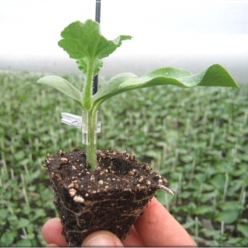 Grafted vegetables 
