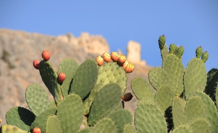 Ways to combat Opuntia's Dactylopius 