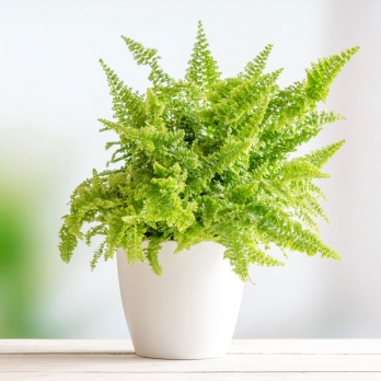 Indoor Plants