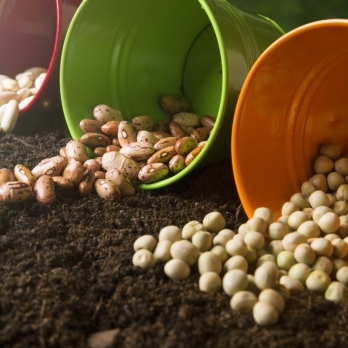 Seeds/Bulbs