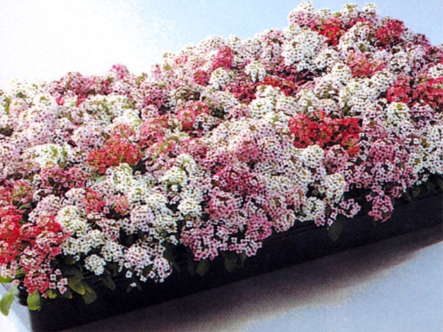 Ornamentals