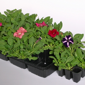 Ornamentals