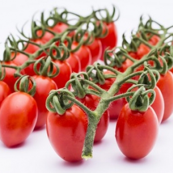 Seeds