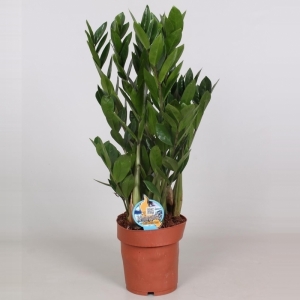 Zamioculcas S