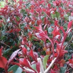 Eugenia Etna Fire 2Lit.