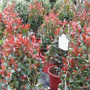 Eugenia Etna Fire 7Lit.