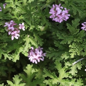 ΚΙΟΥΛΙ-ΑΡΜΠΑΡΟΡΙΖΑ-PELARGONIUM 1Lit.