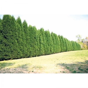 Leylandii 10 Lit