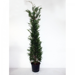 Leylandii 25Lit