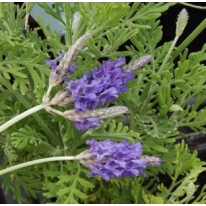 ΛΕΒΑΝΤΑ/ LAVANDULA 1Lit