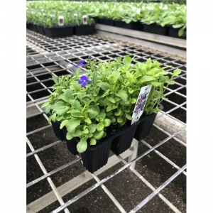 ΛΟΜΠΕΛΙΑ -LOBELIA