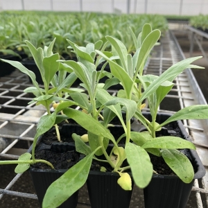 ΣΙΕΡΙΝΙΑ ΨΗΛΗ-STOCK TALL