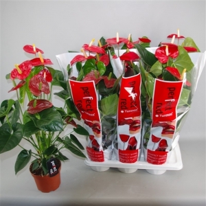 ANTHURIUM P.17