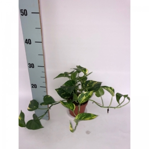 Scindapsus P.12
