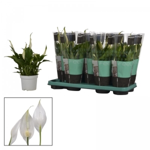 SPATHIPHYLLUM P.13
