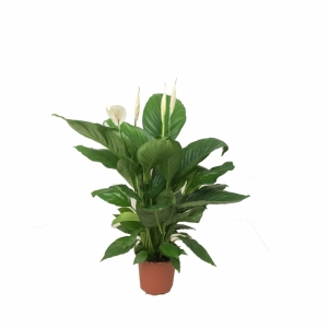 SPATHIPHYLLUM P.17