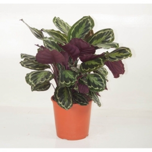 CALATHEA MEDALLION P.19