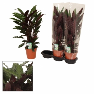 CALATHEA WAVESTAR P.17