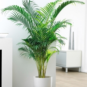 ARECA pot. 10Lit.