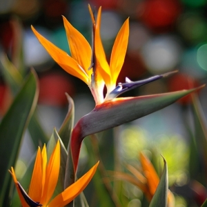 STRELITZIA REGINA pot. 5Lit