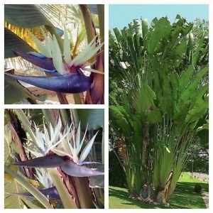 STRELITZIA NIKOLAI pot. 10Lit.