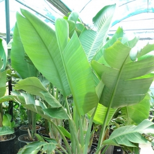 STRELITZIA NIKOLAI pot. 50Lit.