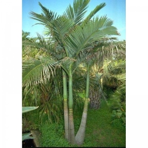 ARCHONTOPHOENIX ALEXANDRAE pot. 10Lit.