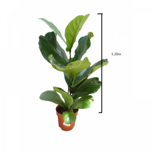 Ficus Lyrata