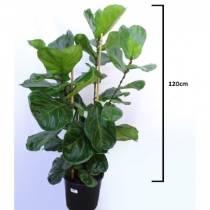 Ficus Lyrata 15Lit.