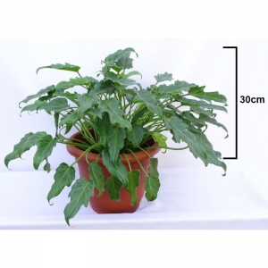 Philodendron Xanadu 5Lit.