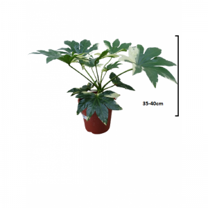 Fatsia Japonica 7 Lit.