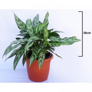 Aglaonema 5 Lit.
