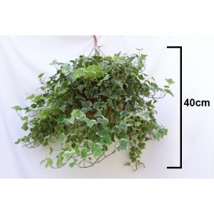 Hedera  Helix Hanging 5 Lit.