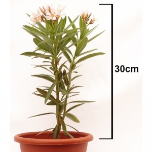 Πικροδάφνη Μίνι / NERIUM OLEANDER