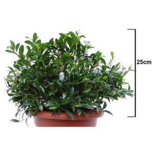 Συζύγιο/ Syzygium