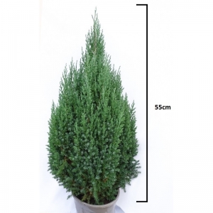 Juniperus Stricta