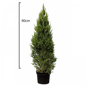 Picea Glauca
