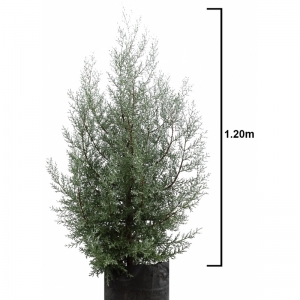 Cupressus Arizonica