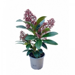 Skimmia /Σκίμια