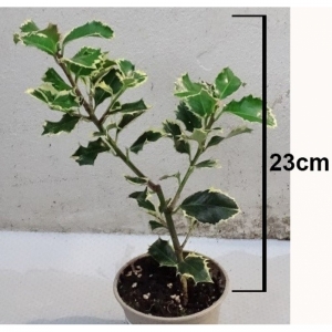 Ilex s