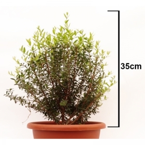 Myrtus communis nana
