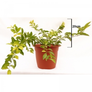 Duranta Gold