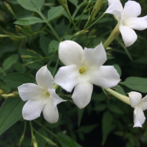 Κυπριακό Γιασεμί-Jasminum Cypriot